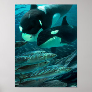 Erlernen der Makrelenjagd Poster