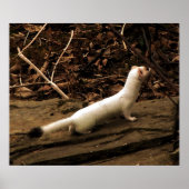 Ermine Poster (Vorne)