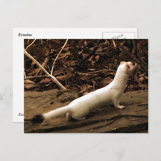 Ermine Postkarte (Vorne/Hinten)