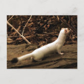 Ermine Postkarte (Vorderseite)
