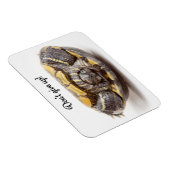 Ermutigung von Schildkröten nicht auf den Kopf Magnet (Rechte Seite)