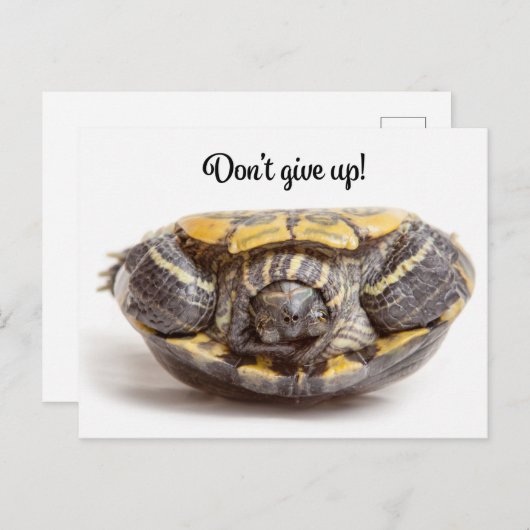 Ermutigung von Schildkröten nicht auf den Kopf Postkarte (Vorne/Hinten)