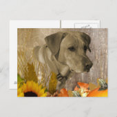 Ernest Labrador Retriever Postkarte (Vorne/Hinten)