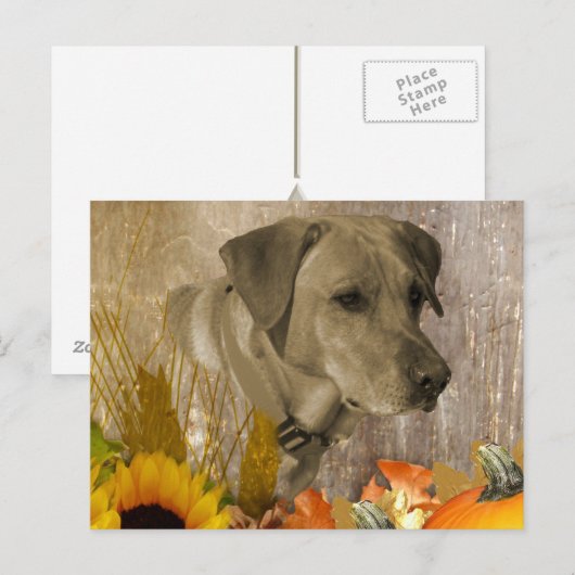 Ernest Labrador Retriever Postkarte (Vorne/Hinten)