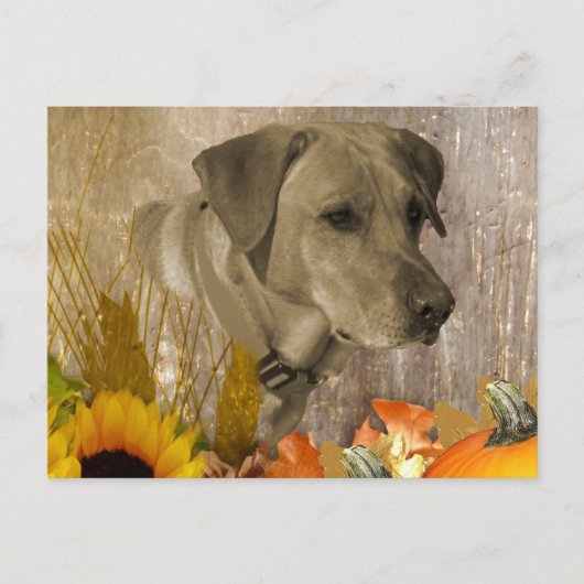 Ernest Labrador Retriever Postkarte (Vorderseite)
