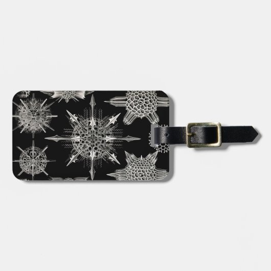 Ernst Haeckel | Acanthophracta Gepäckanhänger (Vorderseite horizontal)