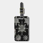 Ernst Haeckel | Acanthophracta Gepäckanhänger (Vorderseite vertikal)