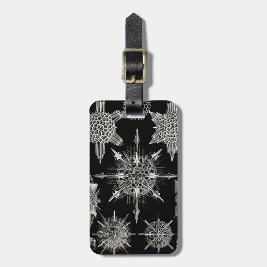 Ernst Haeckel | Acanthophracta Gepäckanhänger (Vorderseite vertikal)