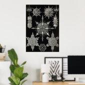 Ernst Haeckel - Acanthophracta Poster (Heimbüro)