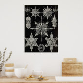 Ernst Haeckel - Acanthophracta Poster (Küche)