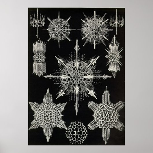 Ernst Haeckel - Acanthophracta Poster (Vorne)