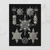 Ernst Haeckel | Acanthophracta Postkarte (Vorderseite)