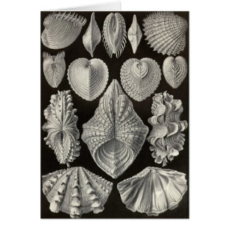 Ernst Haeckel - Acephala