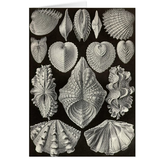 Ernst Haeckel - Acephala (Vorne)