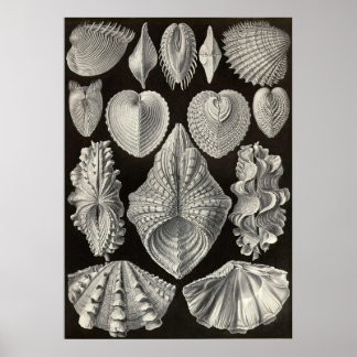 Ernst Haeckel - Acephala Poster