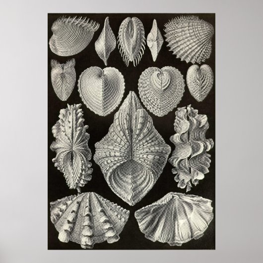 Ernst Haeckel - Acephala Poster (Vorne)
