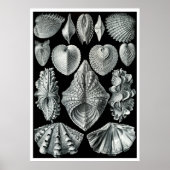 ERNST HAECKEL: Acephala, Quality Fine Art Poster (Vorne)