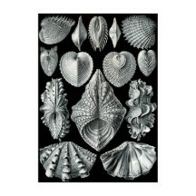 ERNST HAECKEL: Acephala, Quality Fine Art Poster