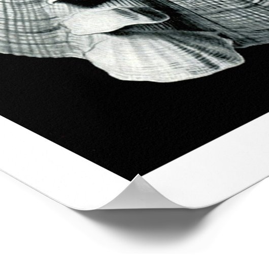 ERNST HAECKEL: Acephala, Quality Fine Art Poster (Ecke)