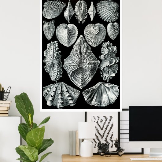 ERNST HAECKEL: Acephala, Quality Fine Art Poster (Heimbüro)