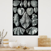 ERNST HAECKEL: Acephala, Quality Fine Art Poster (Küche)