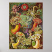 Ernst Haeckel - Actiniae Anemones Poster (Vorne)