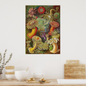 Ernst Haeckel - Actiniae Anemones Poster (Küche)