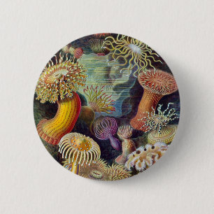 Ernst Haeckel - Actiniae Button