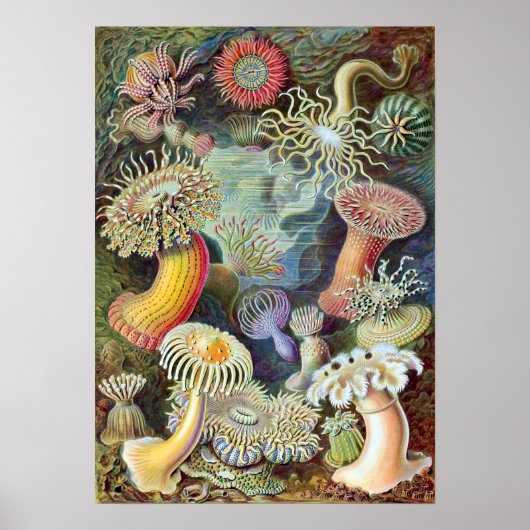 Ernst Haeckel Actiniae Poster (Vorne)
