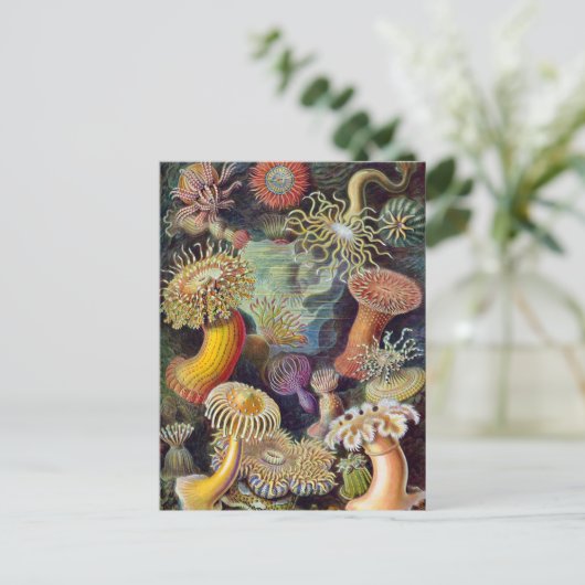 Ernst Haeckel - Actiniae Postkarte (Stehend Vorderseite)
