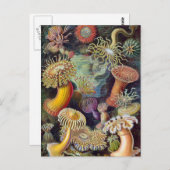 Ernst Haeckel - Actiniae Postkarte (Vorne/Hinten)