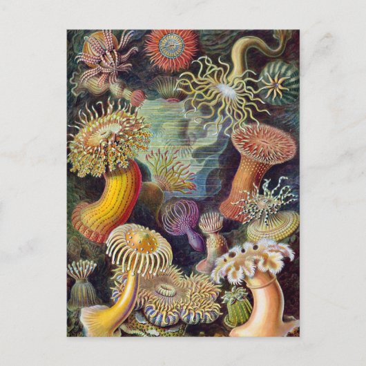 Ernst Haeckel - Actiniae Postkarte (Vorderseite)