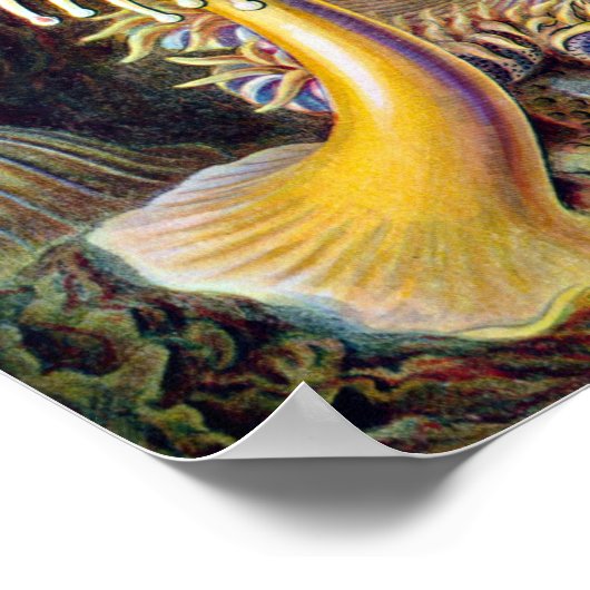 Ernst Haeckel Actiniaea Seeanemon Poster (Ecke)