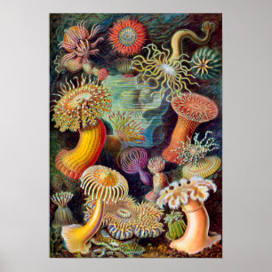 Ernst Haeckel Actiniaea Seeanemon Poster