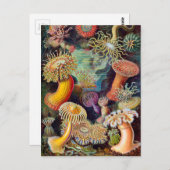 Ernst Haeckel Actiniaea Seeanemon Postkarte (Vorne/Hinten)