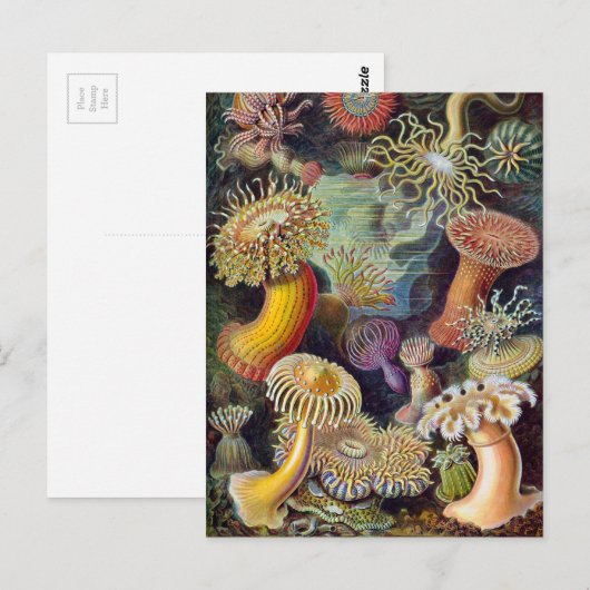 Ernst Haeckel Actiniaea Seeanemon Postkarte (Vorne/Hinten)