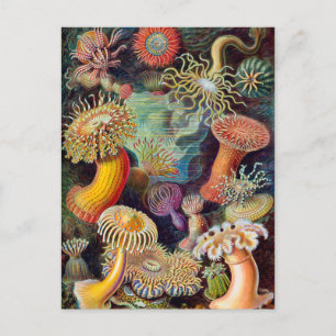 Ernst Haeckel Actiniaea Seeanemone Postkarte