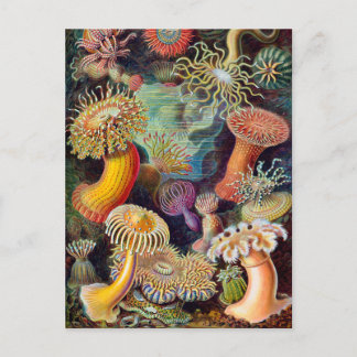 Ernst Haeckel Actiniaea Seeanemone Postkarte