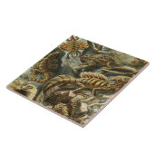 Ernst Haeckel alte Modeillustrierung Lacertilia Fliese (Seite)