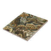 Ernst Haeckel alte Modeillustrierung Lacertilia Fliese (Seite)