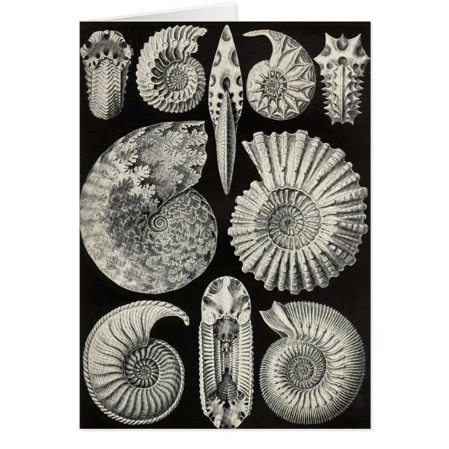 Ernst Haeckel - Ammonitida (Vorne)