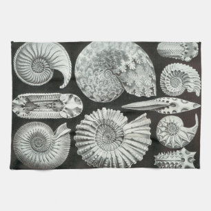 Ernst Haeckel Ammonitida Fossilien Küchentuch
