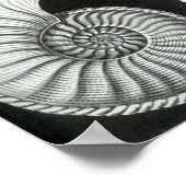 Ernst Haeckel Ammonitida fossils Poster (Ecke)