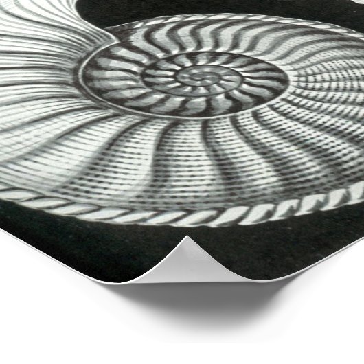 Ernst Haeckel Ammonitida fossils Poster (Ecke)