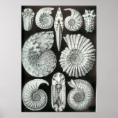 Ernst Haeckel Ammonitida fossils Poster (Vorne)