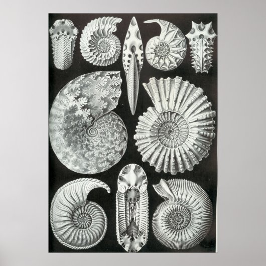 Ernst Haeckel Ammonitida fossils Poster (Vorne)