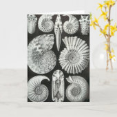 Ernst Haeckel - Ammonitida Karte (Gelbe Blume)