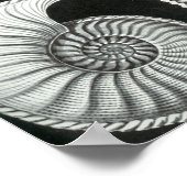 Ernst Haeckel - Ammonitida Poster (Ecke)