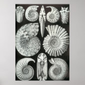 Ernst Haeckel - Ammonitida Poster (Vorne)