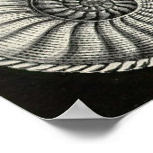 Ernst Haeckel - Ammonitida Poster (Ecke)